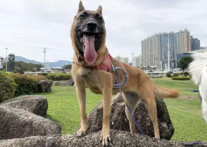 Where to Adopt Dogs in Hong Kong