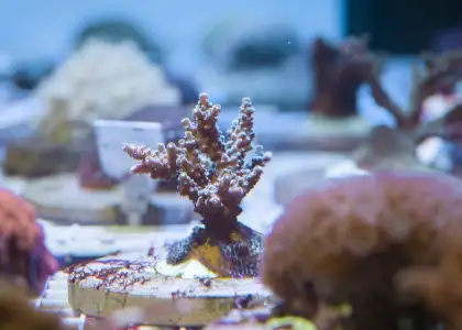 WWF Invites Hong Kong Public to Become Coral Protectors and Save Marine Life header