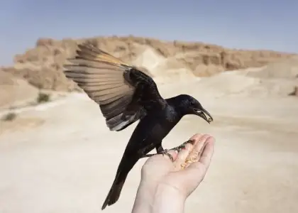 Bird feeding 2021 08 31 05 14 01 utc