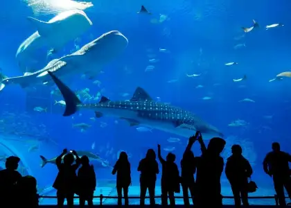 Aquarium 2021 08 31 11 29 31 utc