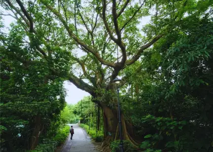 Header Five Best Hiking Trails in Macau