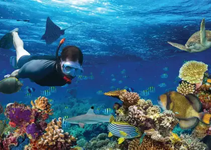 Header Reviving Hong Kongs Reefs with CORAL REEF Storation Project