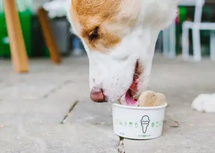 New Pet Friendly Shake Shack Debuts with Community Day July 21