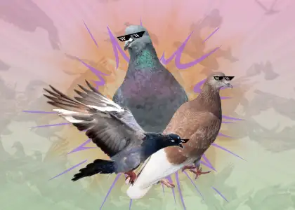 Species Spotlight The Rock Pigeon and Spotted Dove Header