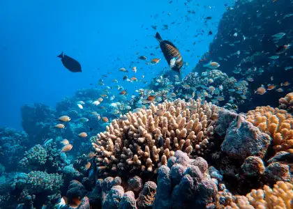Human Impact on Coral Reefs Immediate Actions for Long term Solutions Header