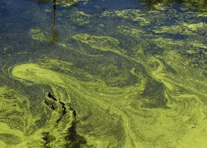 Algae As a Green Solution for Climate Change and Innovation Header