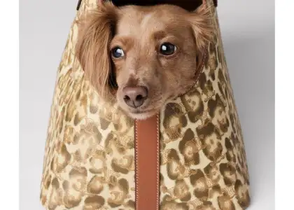 Celine Unveils Follow up Pet Accessories Line by Hedi Slimane for FW23 header