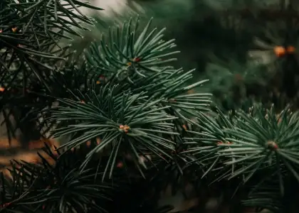 Where to Deliver Your Old Christmas Tree for Recycling in Hong Kong