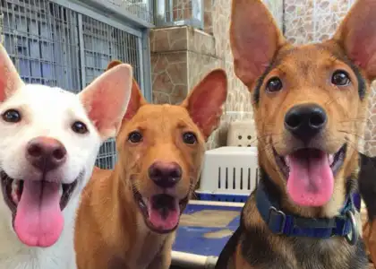 Love and Adoption for the Mongrel Dog at Hong Kong Dog Rescue