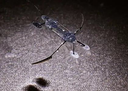 Ant Man Technology Insect Robots Small Enough to Learn Surgery Header