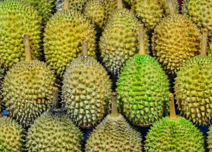 Looking for Good Durian in Singapore You Should Take Note of These Tips