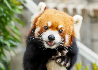 Cute Red Panda Heather