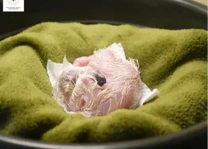 20241114 Philippine Eagle Chick