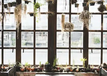 Botanical houseplant nature interior concept CK9 VXKX