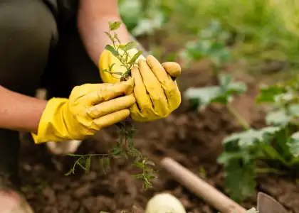 Visit These Community Gardens in Singapore to Develop Your Green Thumb