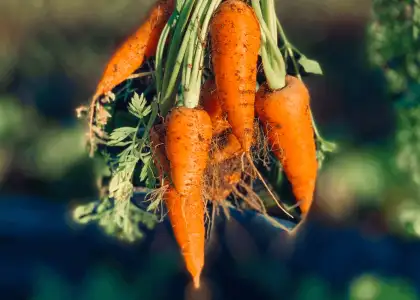 Feature image carrot