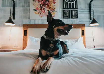 Treat Your Fur Baby to a Pawcation with These Hotel Stay Packages 1