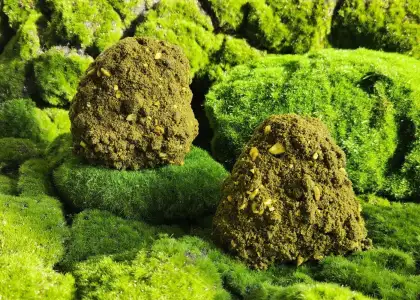 Vission Bakery Turns Matcha Into an Eye Catching Edible Moss Cake 2