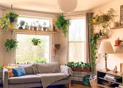 Header Best Low Maintenance House Plants That Are Easy to Care For