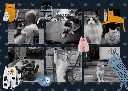 The Instagram Page You Need for Loving the Cats of Sheung Wan