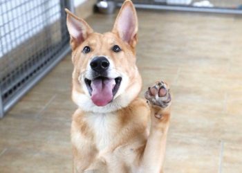 Header SPCA Hosts Summer Fun at Cyberport Arcade Pet Friendly Day Adoption Fair