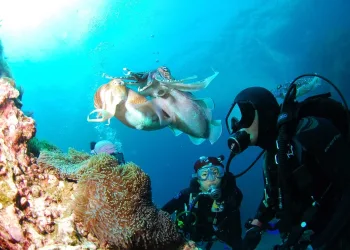 Diving
