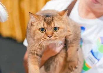 Untitled design 2024 11 25 T110914 926