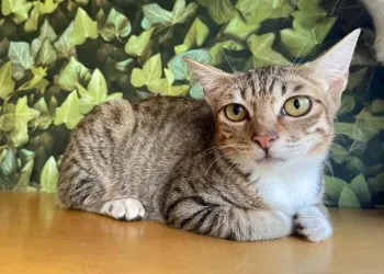 Hong Kongs Cat Adoption Charities to Find Your Lifelong Furiend