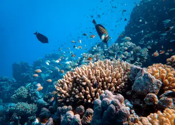 Human Impact on Coral Reefs: Immediate Actions for Long-term Solutions