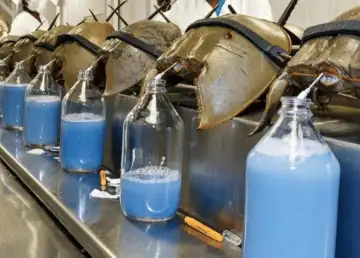 Species Spotlight: Unsung Hero In Vaccine Production, The Horseshoe Crab