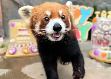 Ocean Park Welcomes a New Group of Adorable Red Pandas