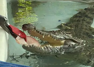 Name the New Crocodile at Ocean Park and Win Prizes Worth Up to HK$40,000