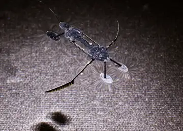 Ant-Man Technology: Insect Robots Small Enough to Learn Surgery