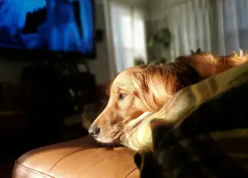 What Your Dog Watches On TV Can Reveal Their Age & Vision