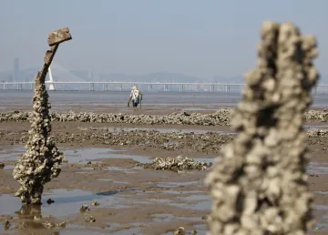 Hong Kong Transforms Oyster Farm to Tech and Eco-Tourism Hub