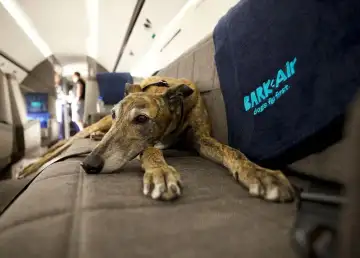 ICYMI: Dog Toy Company BARK Launches Airline Dedicated for Your Fur Babies
