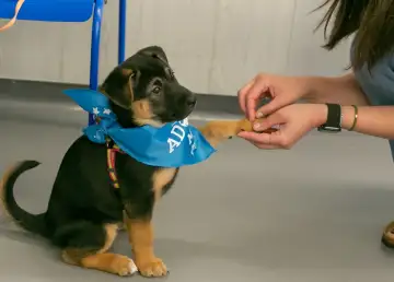 SPCA to Resume 24-Hour Vet Services in Wan Chai Centre Starting June 3