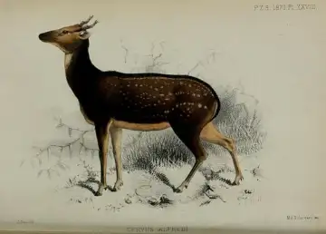 Meet the West Visayan Big 5: Spotted Deer, Warty Pigs, Hornbills, and Doves