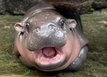Who is Moo Deng? Meet Thailand’s Cutest Internet Sensation