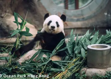 Giant Pandas: Explore Their Legacy in Hong Kong