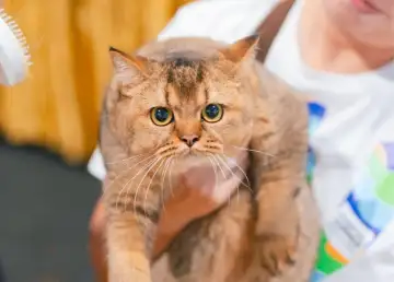 Paws and Claws Unite at the OH MY PET! EXPO in Kuala Lumpur