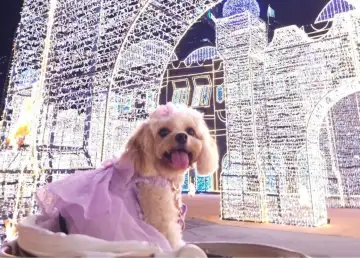 illumi Singapore Invites Your Pets to Light Up Pet-Friendly Sundays