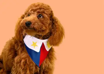 Fashion Fur-Ward: Where to Get Custom Clothes for Your Furry Pals in the PH