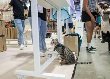Singapore Cat Carnival 2025: A Purr-fect Weekend for Cat Lovers