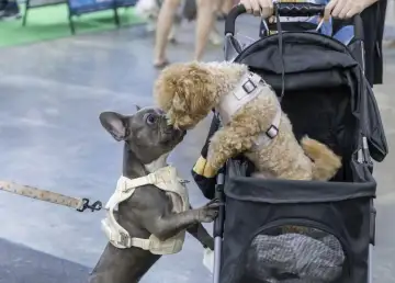 Singapore’s PetExpo Returns with More Fur, Fun, and Surprises