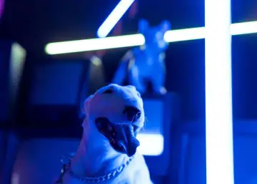 World Pet Expo 2025 Set to Redefine Pet Culture in the Philippines