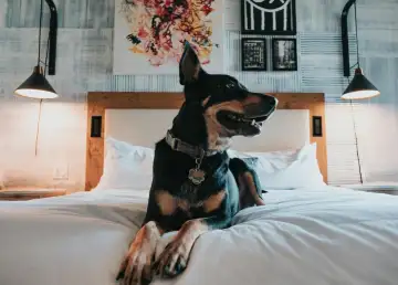 Treat Your Fur Baby to a Pawcation with These Hotel Stay Packages
