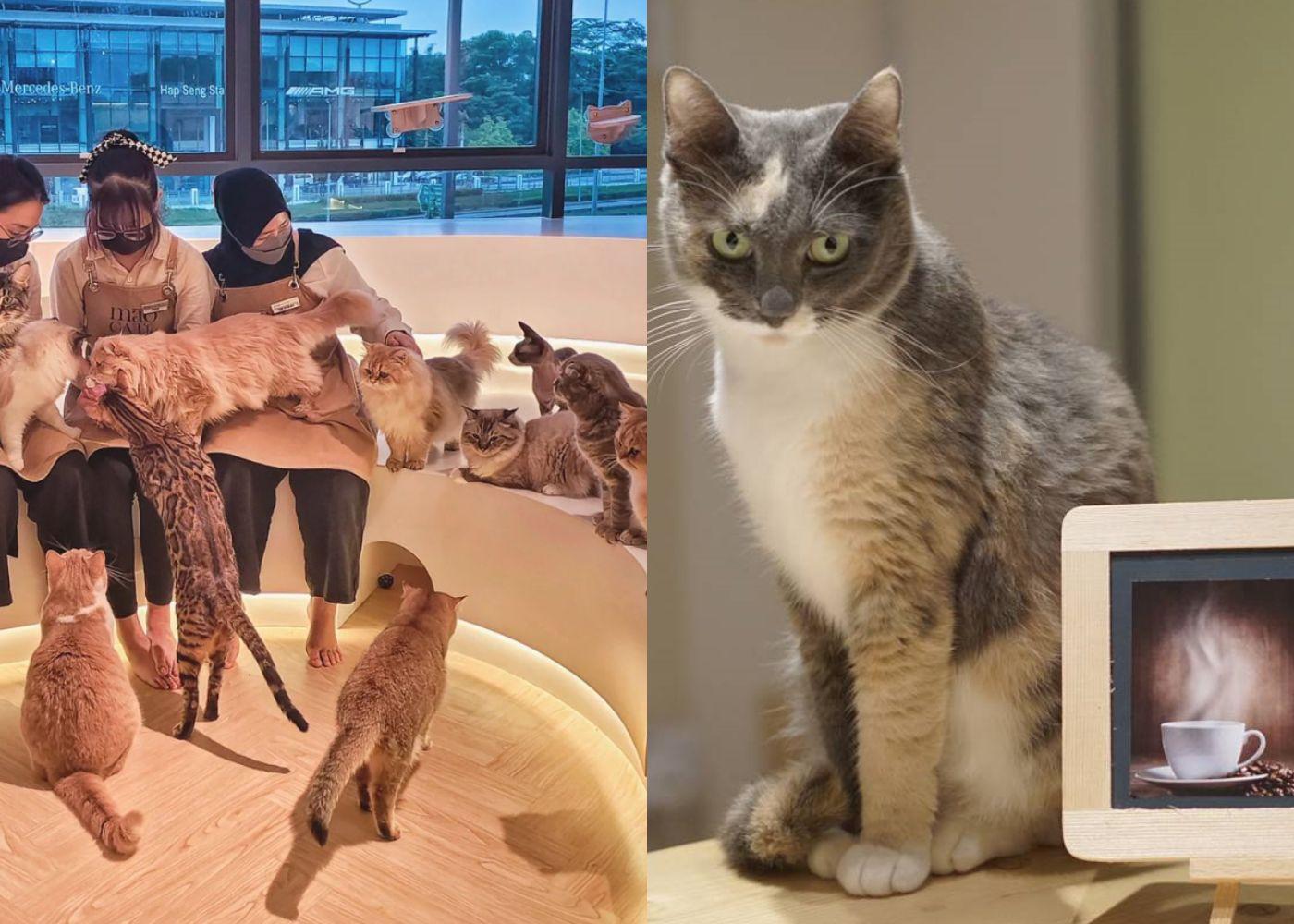 Cute and Cozy Cat Cafes in Klang Valley You Need to Visit