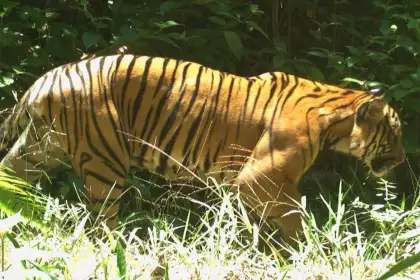 You Can Help Protect Wild Malay Tigers by Joining This Initiative