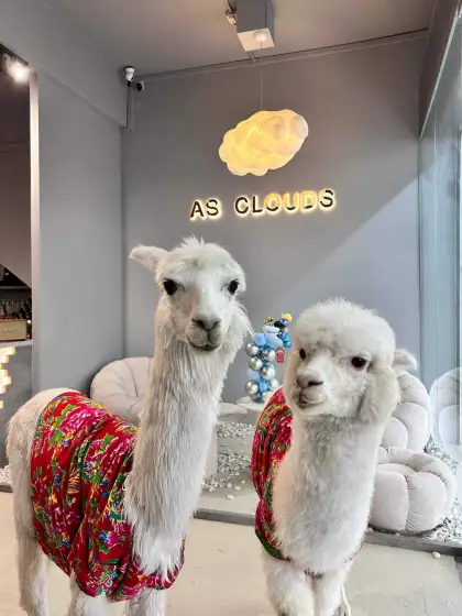 As Clouds Cafe alpacas